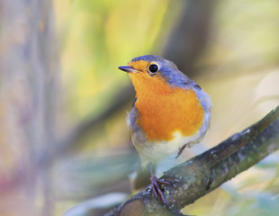 beautiful  orange bird Robin sitting on a branch in the garden on a Sunny day
