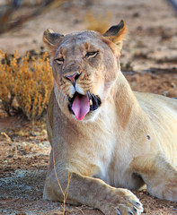 Fototapeta na wymiar Close up of a lioness with mouth partially open as if to yawn in Erindi, Namibia