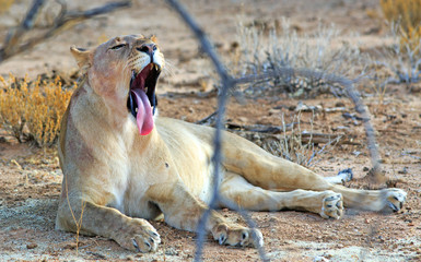 African Wild Lioness laying down yawning under a tree branch, Namibia