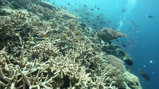 Scuba divers exploring coral reef alive with biodiversity at Kakaban Island, Kalimantan 