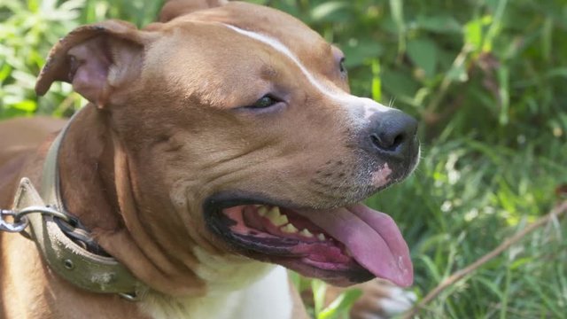 American staffordshire terrier pitbull dog face closeup. Young pit bull dog white and brown color resting on a summer grassy lawn in the backyard.