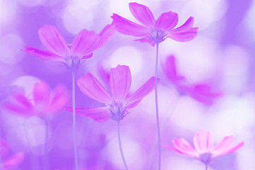 Very nice background with purple flowers. Toning lilac, selective focus.