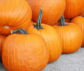 A harvest of bright orange Pumpkins ready for Halloween and Thanksgiving

