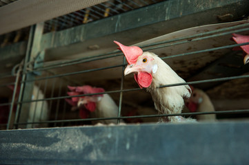 Factory chicken egg production. Not well-groomed chickens are seated in special cages. Agribusiness company. Concept theme: agribusiness, production of food. Selective focus, Close up.