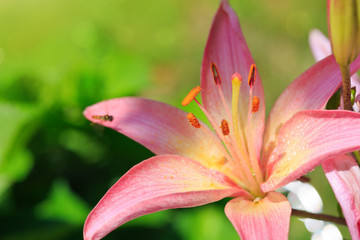 Lily flower isolated on a green .