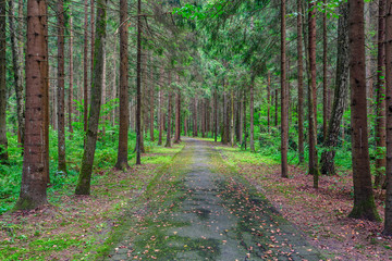 Footpath among the trees in the forest