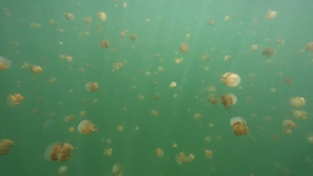 Thousands of harmless jellyfish swimming in Kakaban island lake, Kalimantan