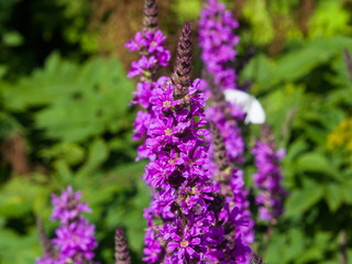 Obraz premium Purple Loosestrife or Lythrum salicaria blossom at flowerbed close-up, selective focus, shallow DOF