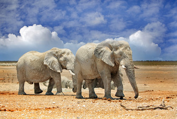 elephants standing on the Etosha Plains with blue cloudy sky background