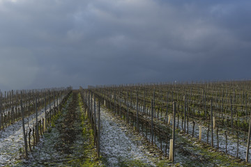 Fototapeta na wymiar Weinberge im Winter in Rheinhessen bei Nierstein