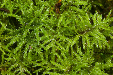 Green moss texture or background macro, selective focus, shallow DOF