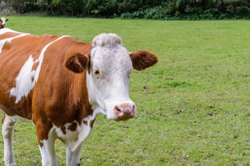 Naklejka na ściany i meble Kuh auf einer Weide in Österreich