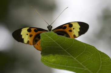 Orange, Yellow and black butterfly perched on the tip of a green leaf