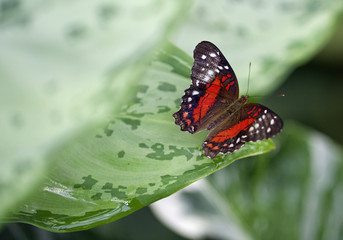 Red black & white butterfly resting on a green leaf