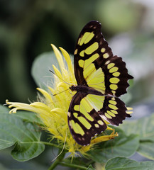 Yellow and black patterned butterfly resting on a yellow flower