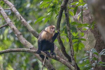 costa rica - hermosa