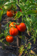 ripe tomato on a bush in the sun's rays. organic food.
