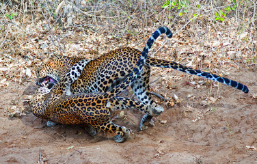 Pair of Asian Leopards fighting in Yala, Sri Lanka © paula