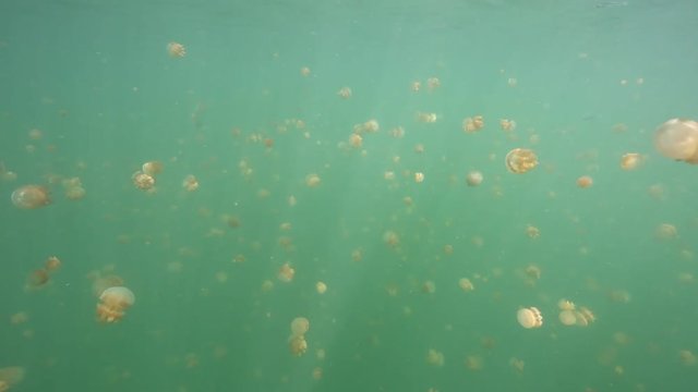 Thousands of harmless jellyfish swimming in Kakaban island lake, Kalimantan