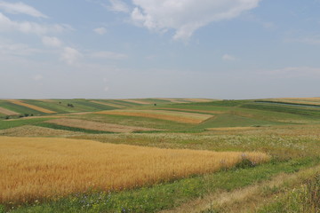 Fototapeta premium панорамный вид на поле с пшеницей