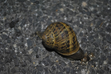 snail