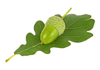 Green acorn with oak leaf isolated on a white background
