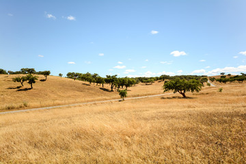 Gravel road through hilly Alentejo landscape with cork oak trees and yellow fields in late summer near Beja, Portugal Europe 