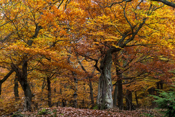 Herbstwald im Taunus