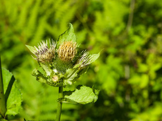 Blooming Cabbage or Siberian Thistle, Cirsium oleraceum, flowers, bud and leaves with fly defocused, close-up