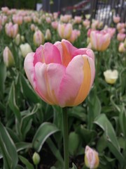 Spring Flowers in Moscow, year 2017