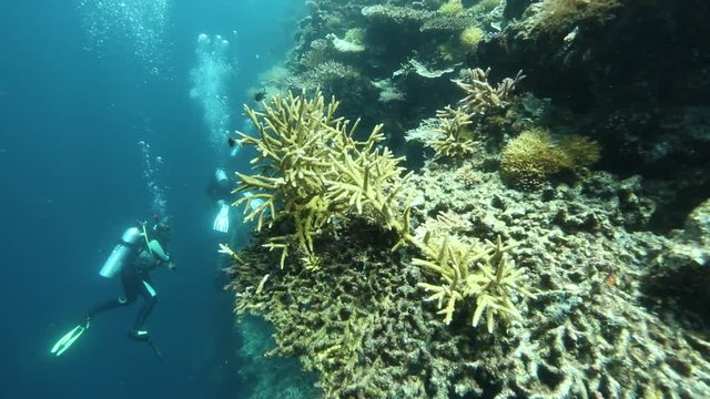 Scuba divers explore coral reef wall at Kakaban Island, Kalimantan, Indonesia 