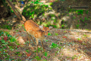 奈良の鹿