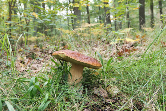 penny bun mushroom in forest.