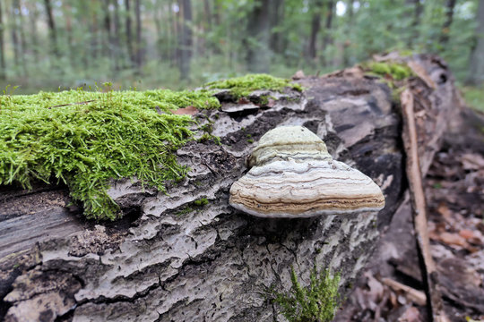 tinder fungus (Fomes fomentarius) on dead tree trunk