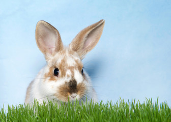 Cute brown spotted and speckled white baby rabbit peaking over tall grass looking slightly to viewers right. Blue and white textured background