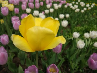 Spring Flowers in Moscow, year 2017