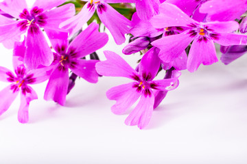 close-up of Phlox on white background with copy space. macro spring and summer border template floral. greeting and holiday card.