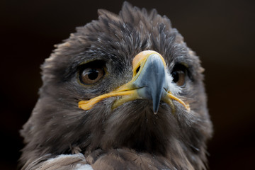 Adlerportrait