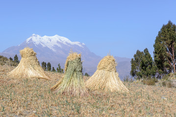 Harvested field with straw bales, Illimani mountain as background, Bolivia
