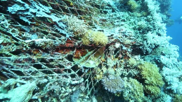 Coral growing over old fishing net caught on reef at Kakaban Island, Kalimantan 