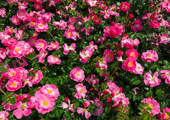 Fototapeta premium Background of a flowering bush of the dog-rose with bright pink flowers closeup
