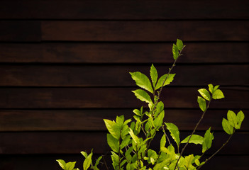 Green branches against background of brown wooden fence