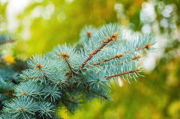 Fir branch against a forest background.
