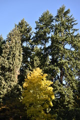 tree