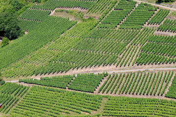 Vineyard from the bird's eye view