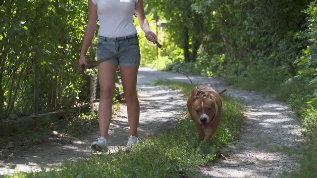 Young girl walks with her american staffordshire terrier dog. Teenage girl walking her amstaff dog on a strong short leash. Pit bull white and brown color.