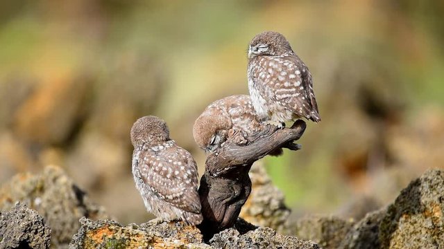 Three little owls sit on a stick and play with each other. Athene noctua