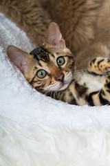 Bengalkatze