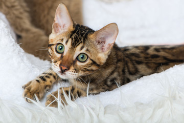 Bengalkatze