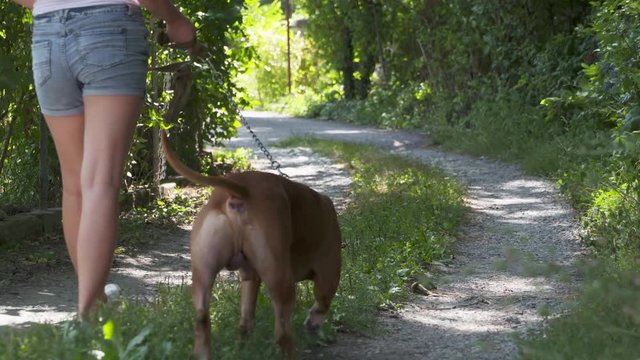 Young girl walks with her american staffordshire terrier dog. Teenage girl walking her amstaff on a strong short leash. Pit bull white and brown color.